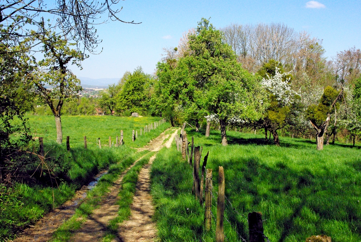Photos of Spring in Alsace - Heidwiller © French Moments